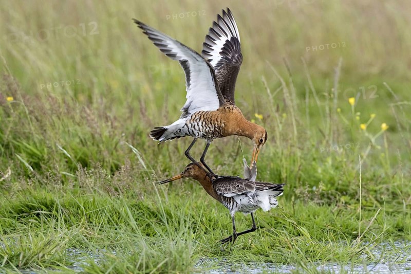 Black-tailed godwits in summer plumage fight