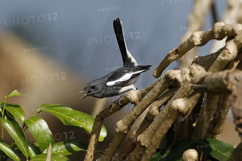 Oriental Magpie-robin