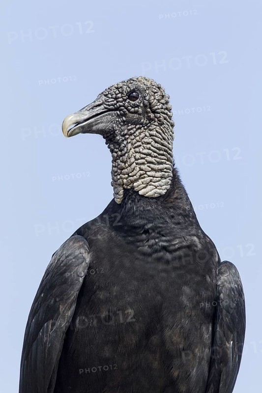 American Black Vulture