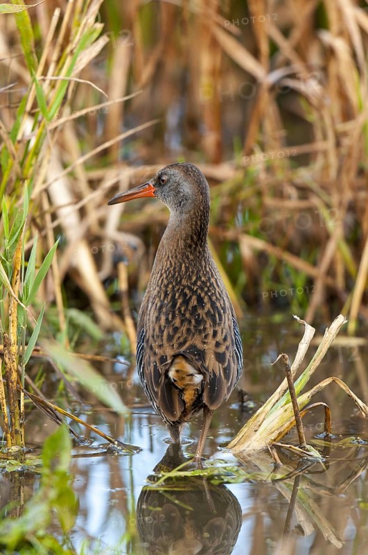 A water rail