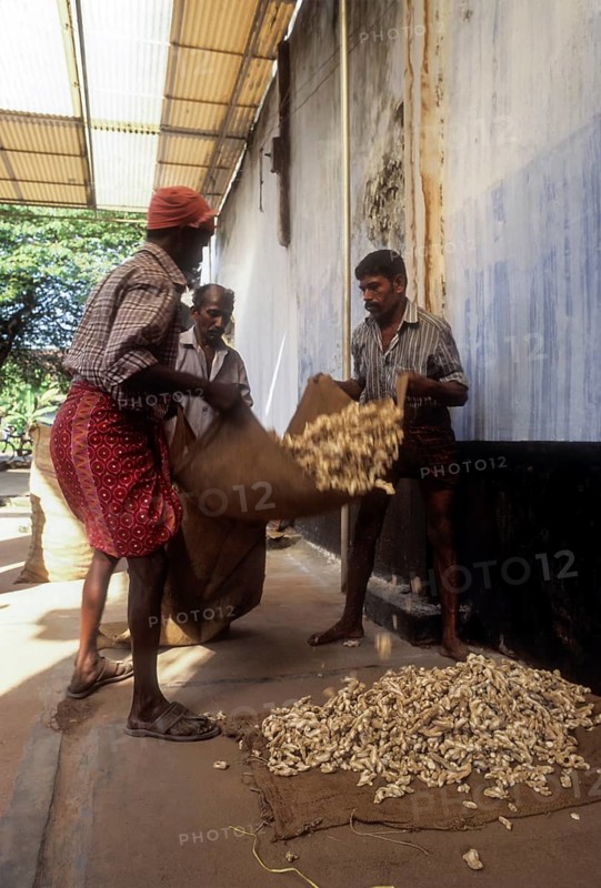 Dry ginger in a spice shop at Mattancherry