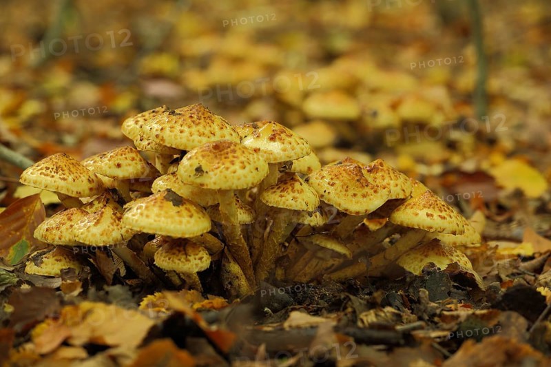 Group of Shaggy Scalycap