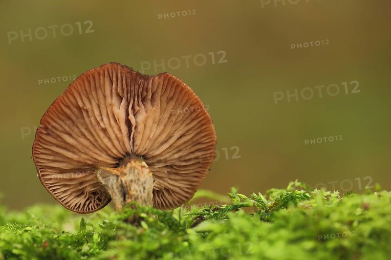 Cap underside with lamellae from a honey fungus