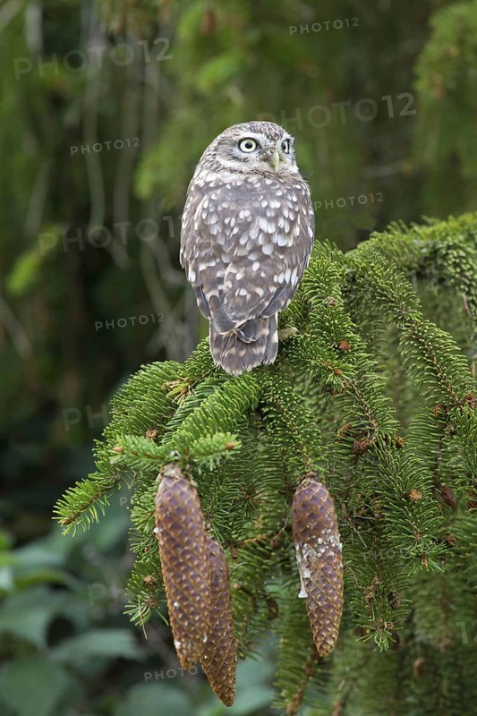 Little owl