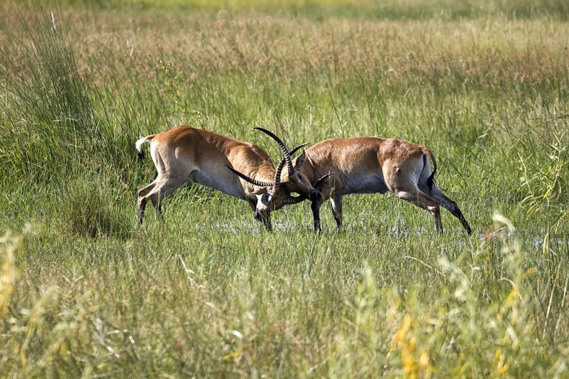 Red litchi waterbuck
