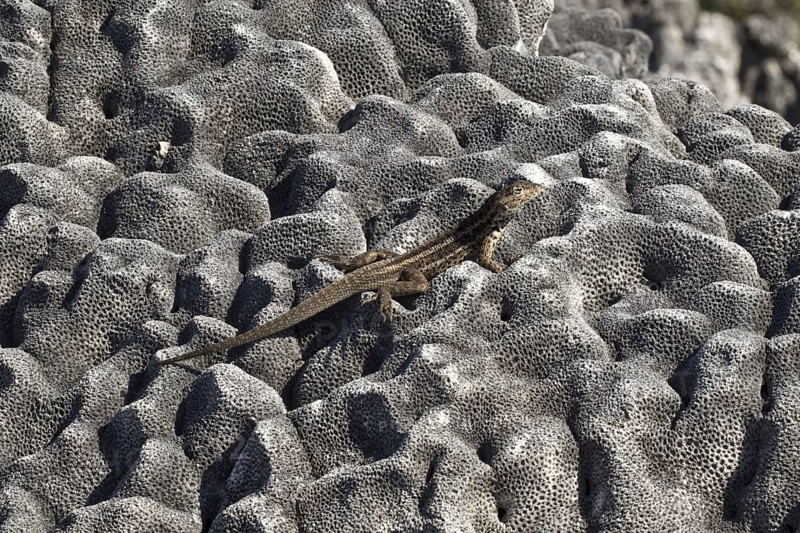 Tropidurus albemarlensis