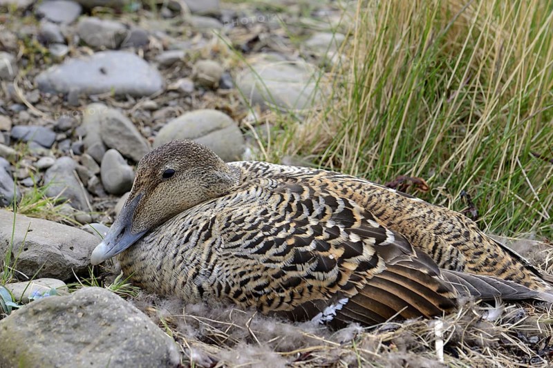 Common eider