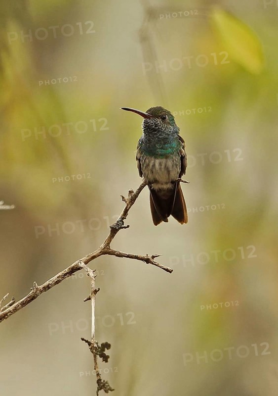 Honduran Emerald