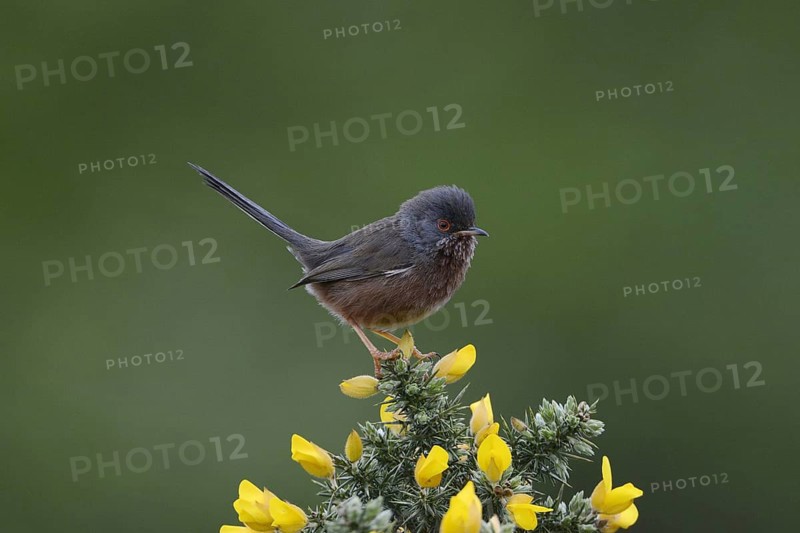 Dartford Warbler