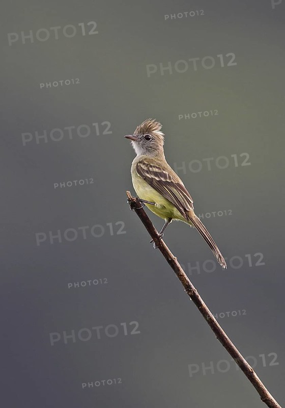 Yellow-bellied Elaenia