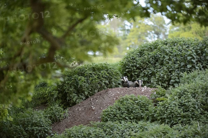 European badger