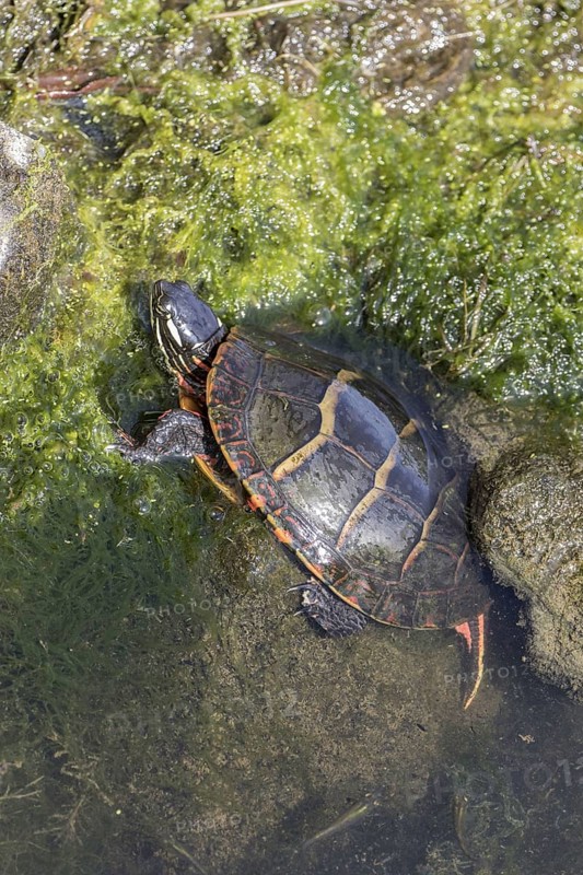 Eastern Painted Turtle