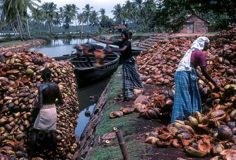 Coir Processing Small Industry. Raw Material coconut Husk is collected and transport through backwaters of Kodungaloor
