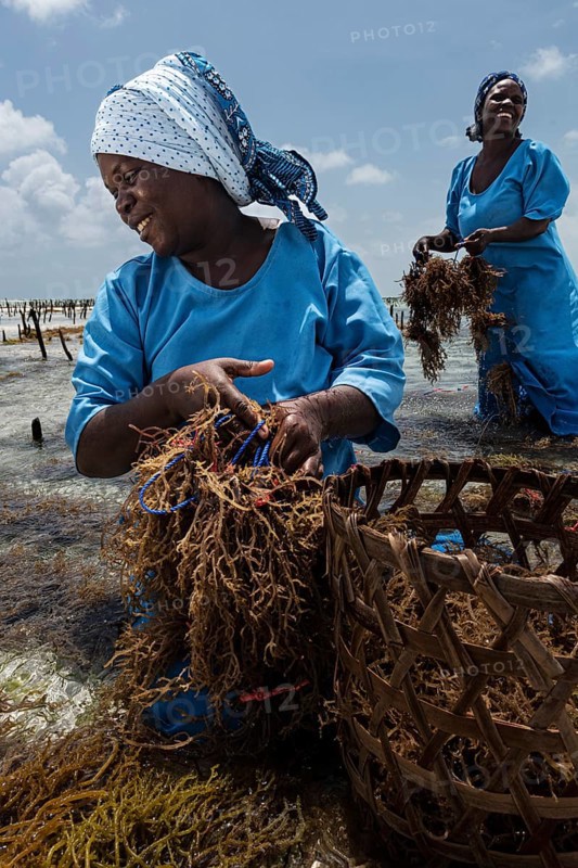Women harvesting red algae
