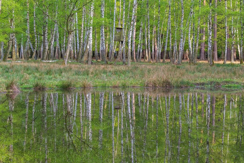Birch forest with hunting blind is reflected in the pond