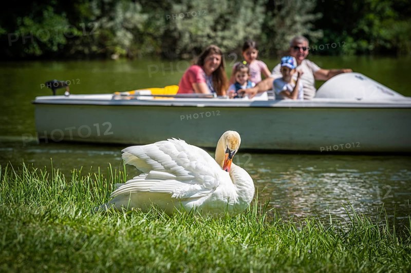 Swan