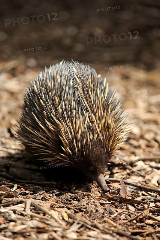 Short-beaked Echidna