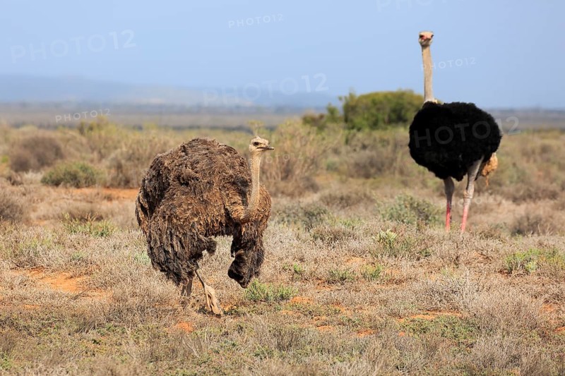 South African Ostrich