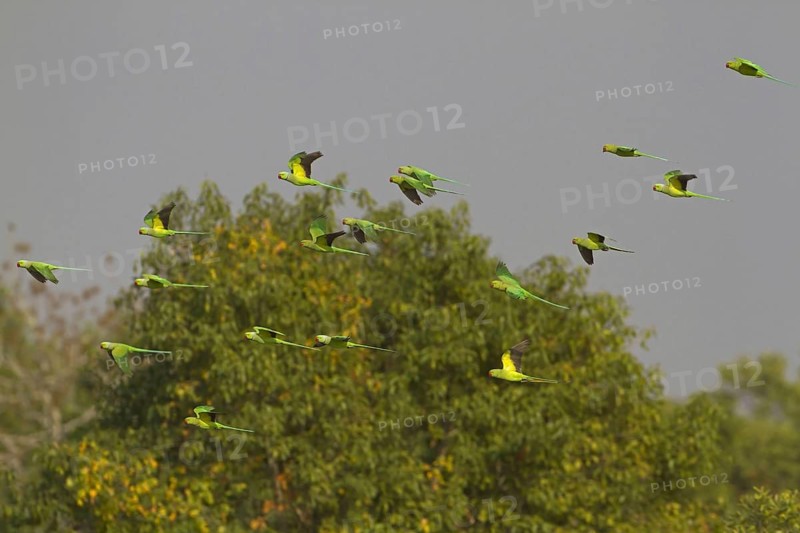 Rose-ringed Parakeet