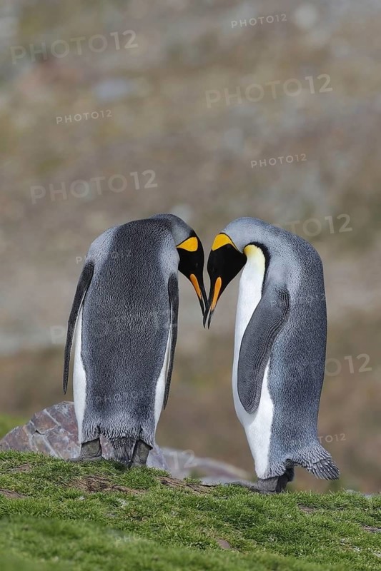 King Penguin