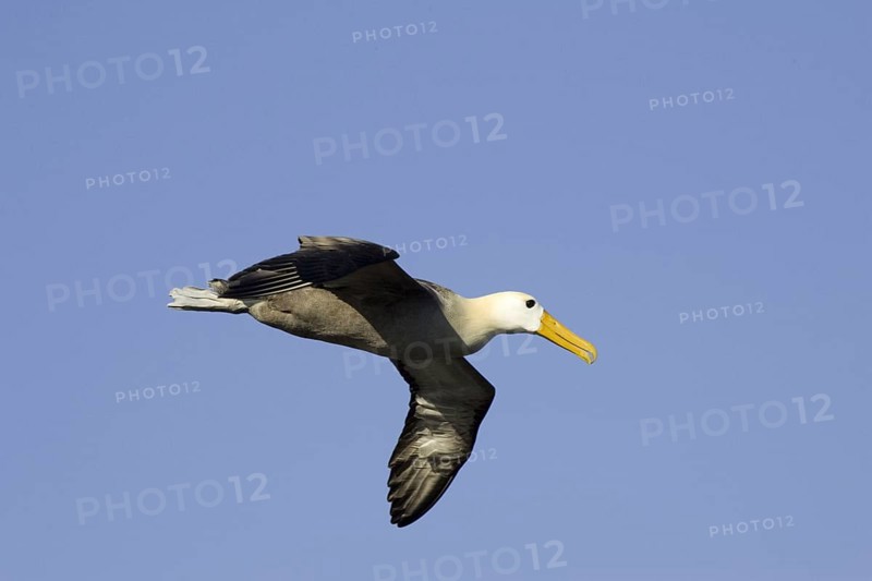 Waved Albatross