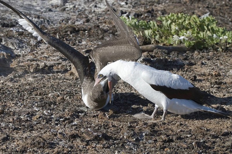 Nazca booby