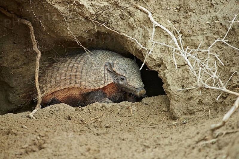 Brown Shaggy Armadillo