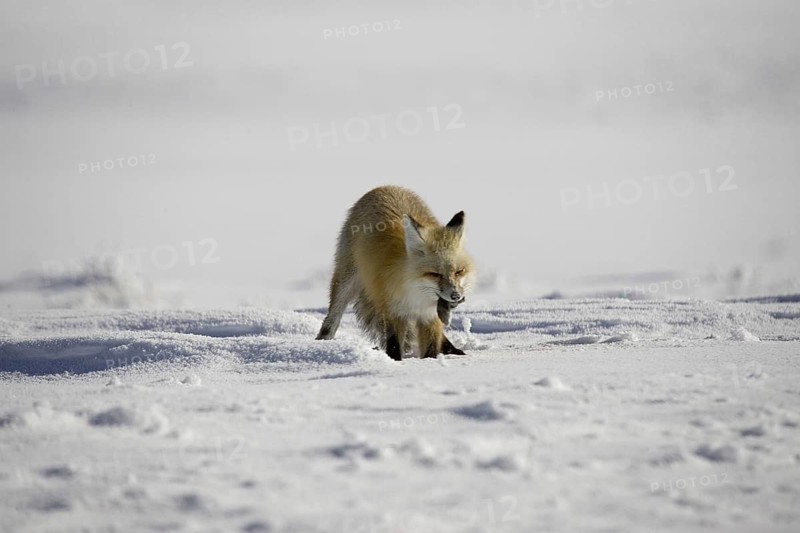 American red fox