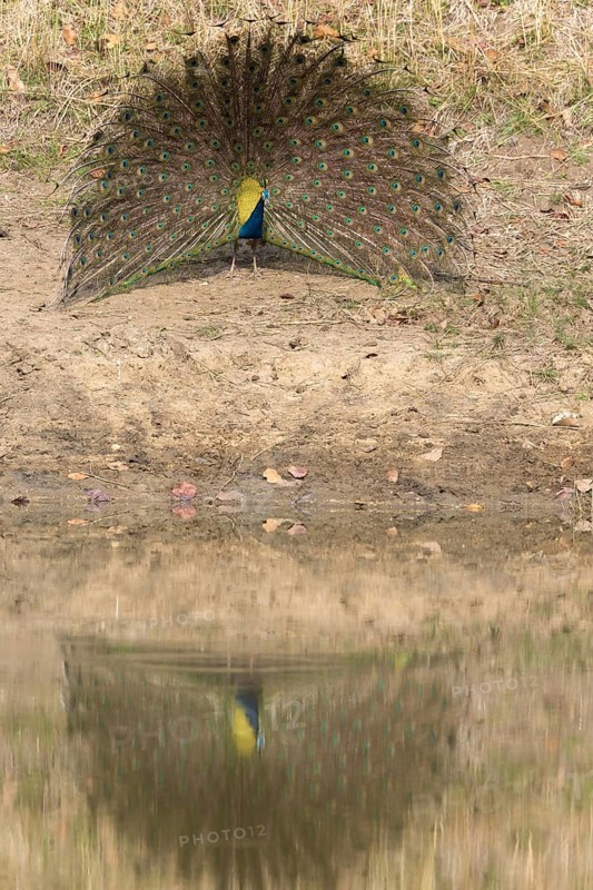 Indian indian peafowl