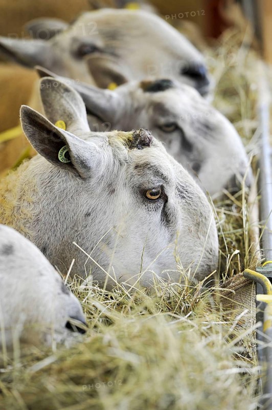 Domestic Sheep