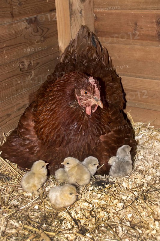 A New Hampshire Red Cross hen with lavender pekin chicks