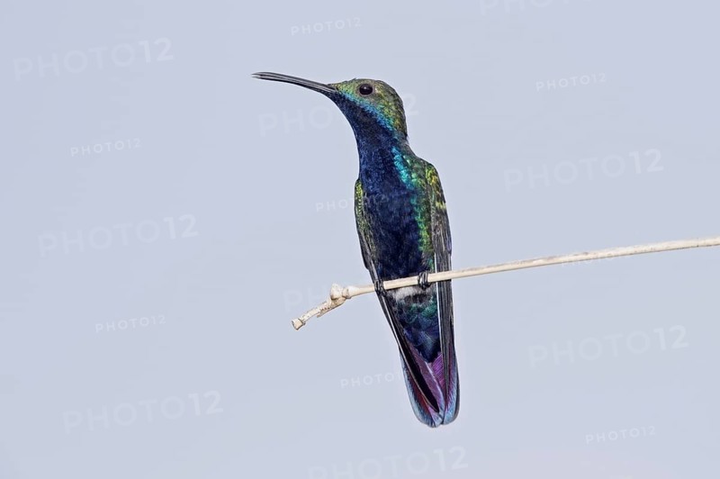 Black-throated Mango