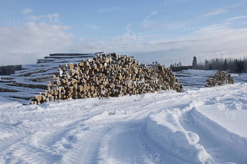 A pile of felled tree trunks in the snow