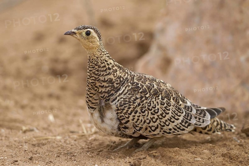 Black-faced sandgrouse