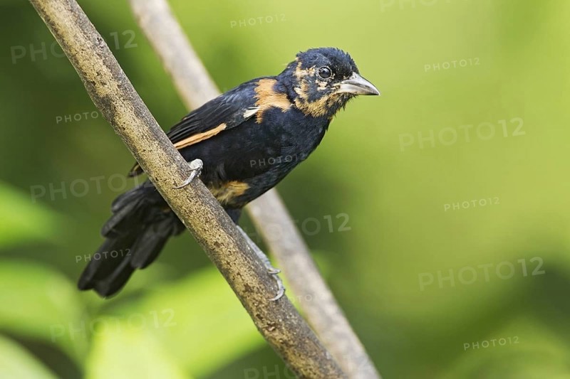 White-lined Tanager