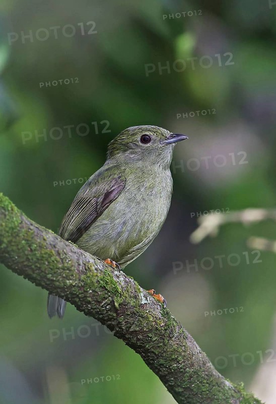 White-bearded Manakin