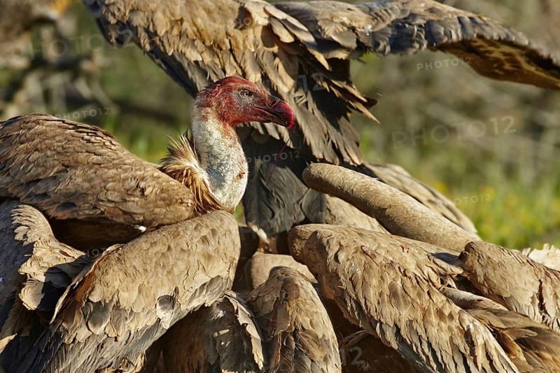 Eurasian griffon vulture