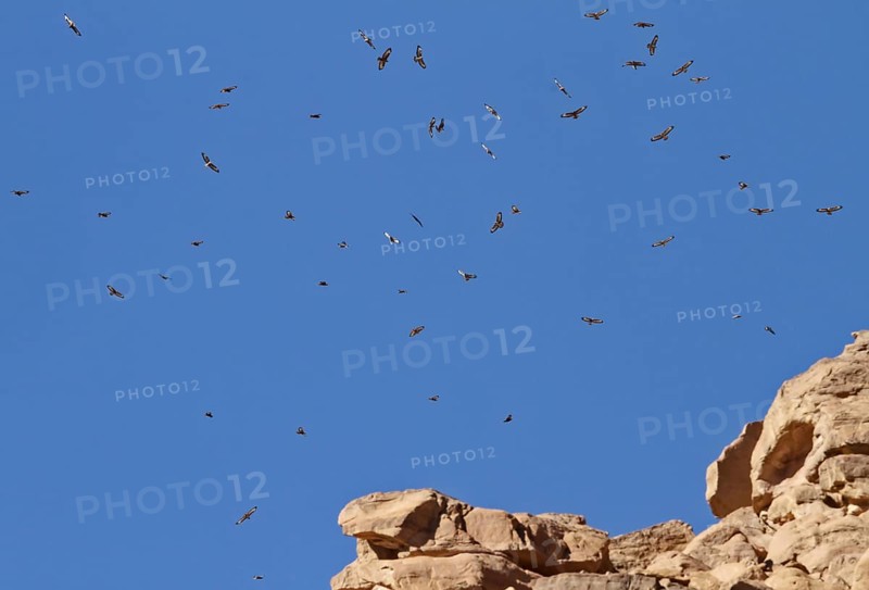 Common buzzard