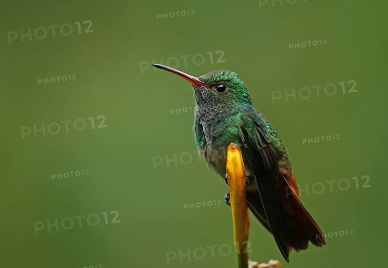 Red-tailed Hummingbird