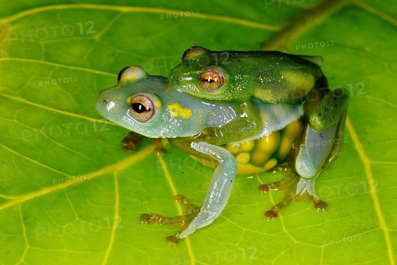 Jackie's reed frog