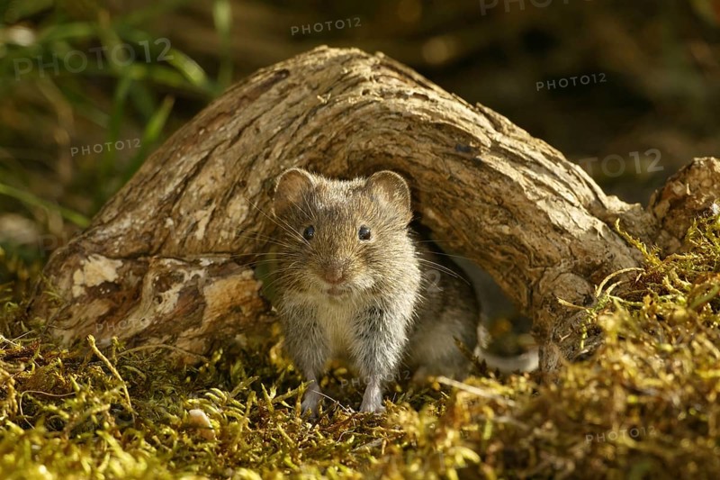 Bank voles