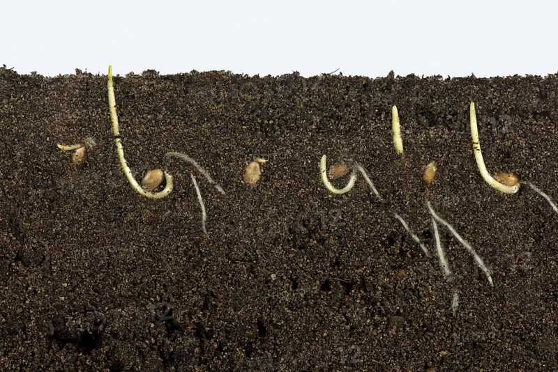 Wheat seeds germinating in a glass-sided container and showing root and air development