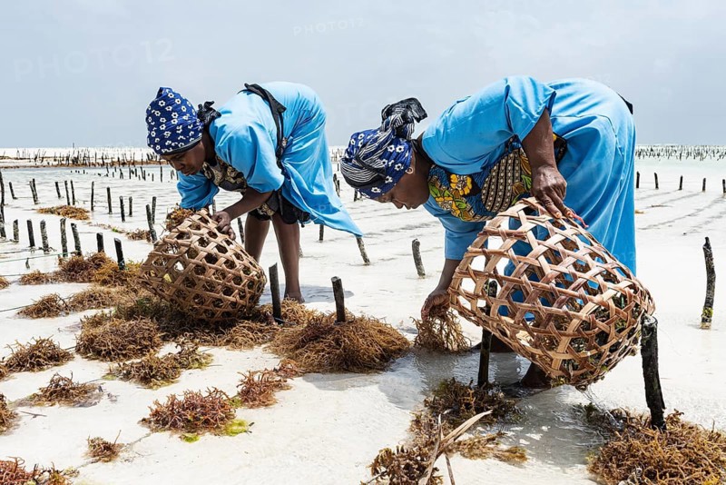 Women harvesting red algae