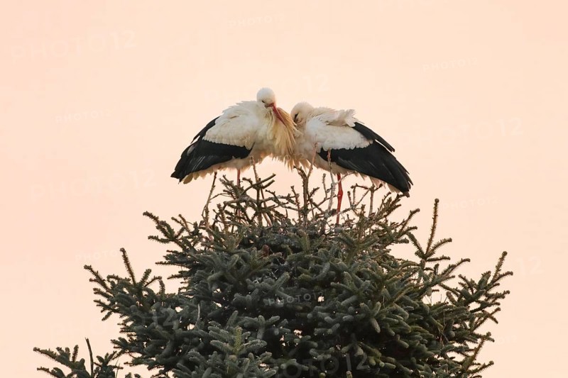 A pair of white storks leaning against each other in their nest in cold temperatures and enjoying the first rays of sunshine