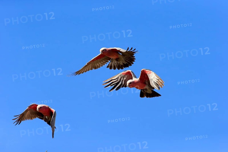 Pink Cockatoo