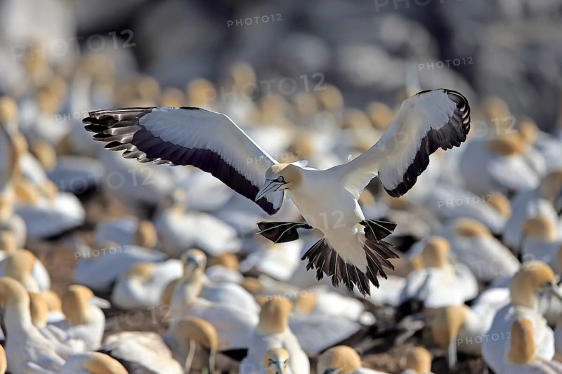 Cape Gannet