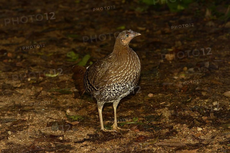 Gallus lafayettii
