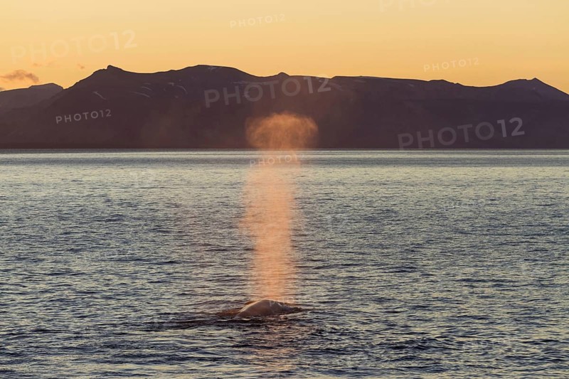 Blue whale