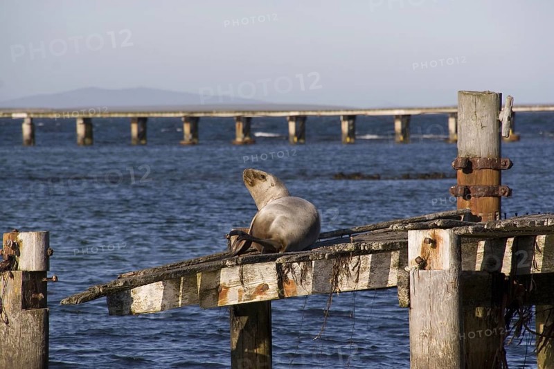 South american sea lions