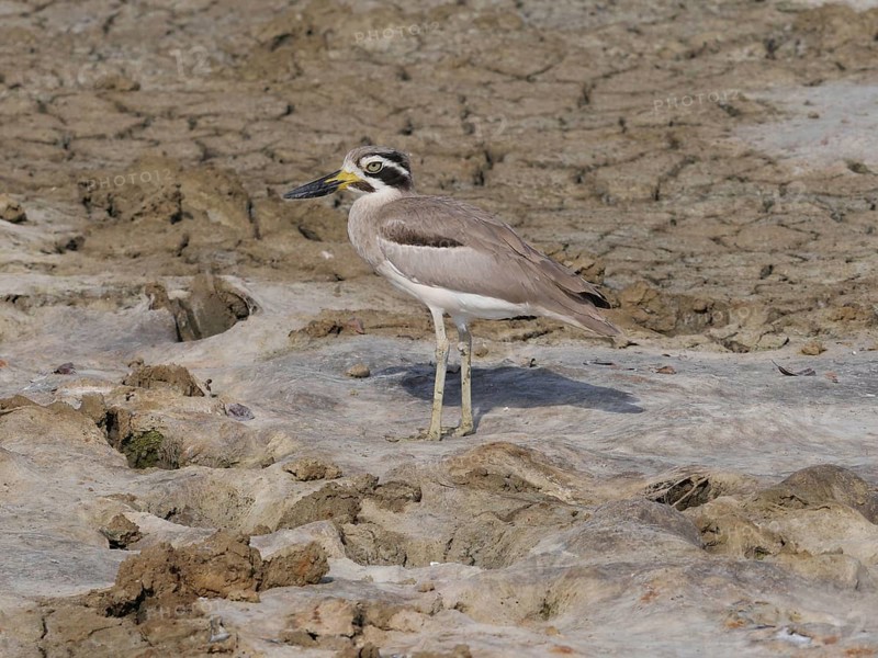 Great Thick-knee